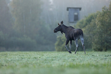 Łoś (Alces alces) moose © Bartosz Rakoczy