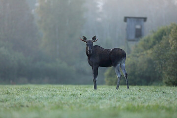 Łoś (Alces alces) moose © Bartosz Rakoczy