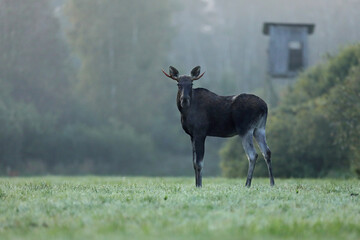 Łoś (Alces alces) moose © Bartosz Rakoczy