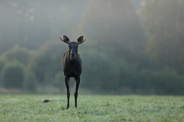 Łoś (Alces alces) moose © Bartosz Rakoczy