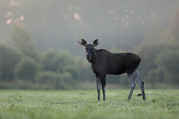 Łoś (Alces alces) moose © Bartosz Rakoczy