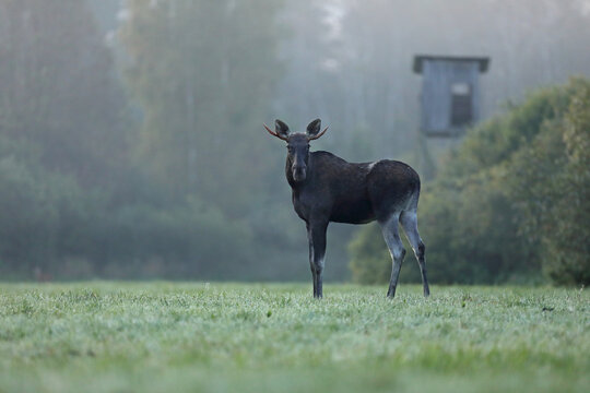 Łoś (Alces alces) moose