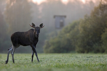 Łoś (Alces alces) moose © Bartosz Rakoczy
