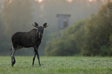 Łoś (Alces alces) moose © Bartosz Rakoczy