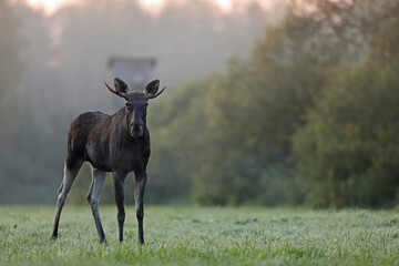 Łoś (Alces alces) moose © Bartosz Rakoczy
