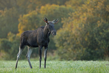 Łoś (Alces alces) moose © Bartosz Rakoczy