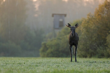 Łoś (Alces alces) moose © Bartosz Rakoczy