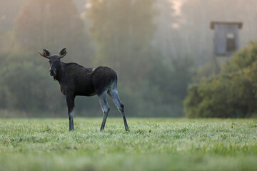 Łoś (Alces alces) moose © Bartosz Rakoczy