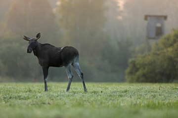 Łoś (Alces alces) moose © Bartosz Rakoczy