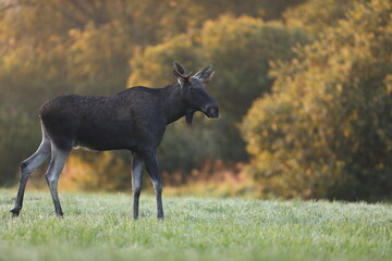 Łoś (Alces alces) moose © Bartosz Rakoczy