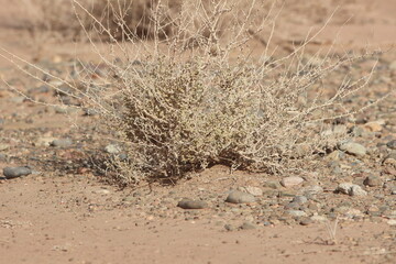 desert plant