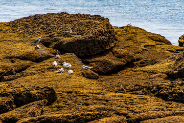 Larus michahellis pertenece a la familia de Laridae.