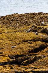 Larus michahellis pertenece a la familia de Laridae.