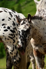 Süßes getupftes Noriker Fohlen zwischen anderen Pferden