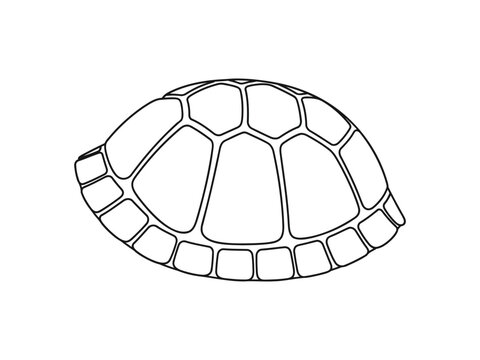 Hand drawn sketch of a turtle shell on white background