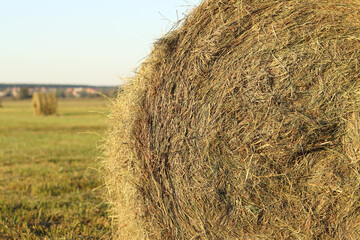 A bale of straw in the field, close-up. Straw close-up collected in round bales. The concept of agricultural production. Village. Field. The concept of farming and harvesting. Landscape countryside