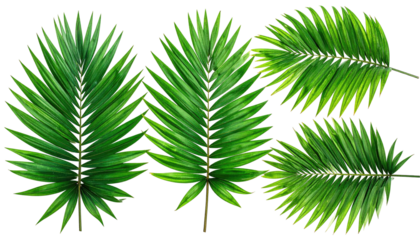 Four vibrant green palm fronds arranged horizontally.  Each frond displays a detailed, serrated edge and a distinct, radiating vein structure