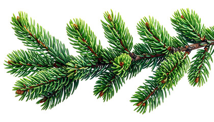 Obraz premium Close-up of a vibrant green fir branch. Detailed, needle-like leaves, and small, reddish-brown buds are visible. Dark background isolates the branch