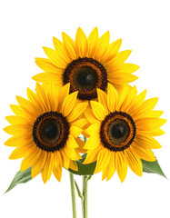 Obraz premium Three vibrant sunflowers clustered together, their faces angled slightly. Bright yellow petals, dark brown centers, and dark green leaves