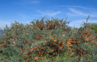 Sea buckthorn  resp.Hippophae rhamnoides in East Frisia,lower Saxony,Krummhoern,Germany