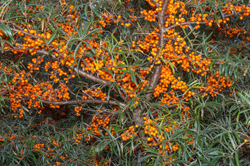 Sea buckthorn  resp.Hippophae rhamnoides in East Frisia,lower Saxony,Krummhoern,Germany