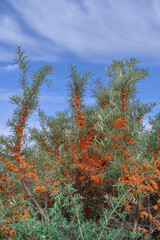 Sea buckthorn  resp.Hippophae rhamnoides in East Frisia,lower Saxony,Krummhoern,Germany