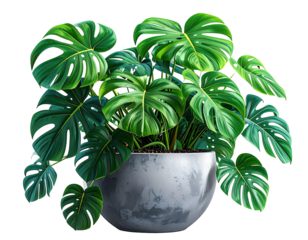 Lush monstera plant in a round pot