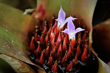 Tiny Flowers