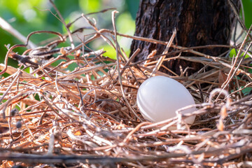 Obraz premium Close up of a single white egg resting in a bird’s nest made of dry twigs, symbolizing new life, nature, protection, growth, fertility, and beginning, perfect for wildlife, education, and eco concepts