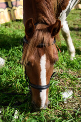Portrait of a brown horse on the green grass 