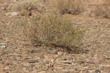 desert plant