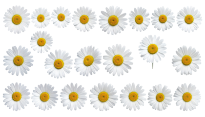 Close-up view of many white daisies in a grid pattern.  Each daisy has a yellow center and detailed white petals