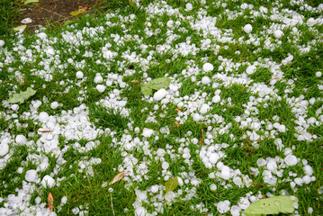 Aftermath of a hailstorm with large chunks of ice scattered across green grass. Hailstones of different sizes lie among leaves, illustrating the power of extreme weather