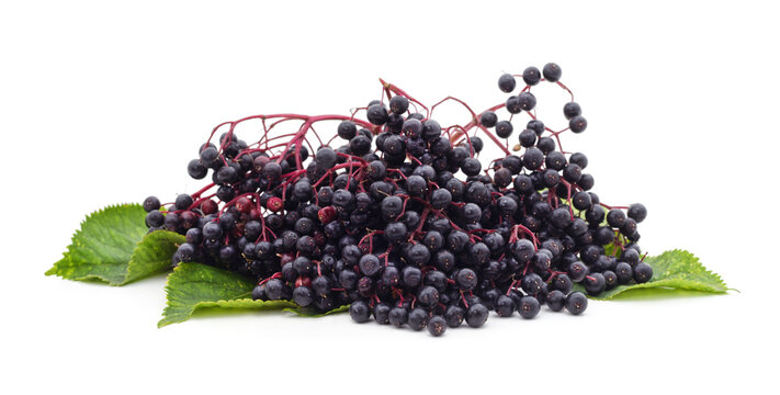 Black elderberry fruit.