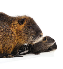 Coypu mother with baby on white background.