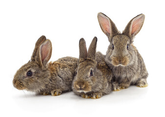 Three little rabbits.