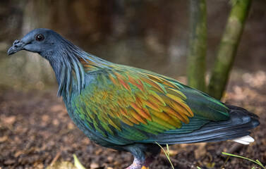 Nicobar pigeon (Caloenas nicobarica). The bird displays its striking iridescent plumage in shades of green, blue, and copper, with long hackle-like feathers on its neck and a contrasting white tail © S J Lievano
