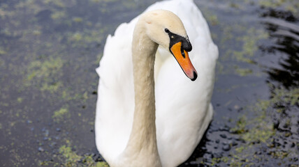 Elegant White Swan Swimming in a Pond