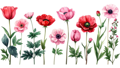 Floral border with red, pink, and white anemones and poppies