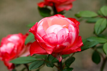Petunia, namely surfinia. Petunias mixed colors in the garden. Colorful common garden petunias. Petunias floral background
