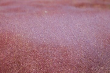 아침이슬과 핑크뮬리, 패턴