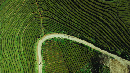 4K Aerial Footage of Gorreana Tea Plantation in São Miguel, Azores	