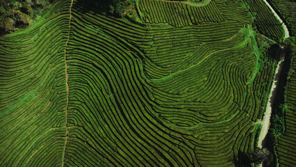 4K Aerial Footage of Gorreana Tea Plantation in São Miguel, Azores	