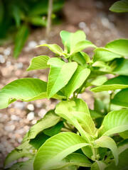
Lush green leaves thrive in the sun, a vibrant testament to nature's simple beauty and the promise of new growth.