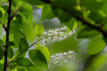 可愛く咲くウワミズザクラを望遠で撮影