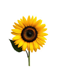 Obraz premium Close-up of a vibrant sunflower (3)