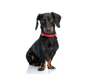adorable little teckel dachshund puppy with red collar sitting