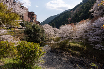 日本の春を彩る桜の花