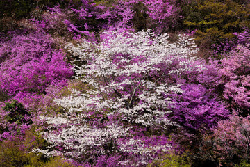 シャクナゲが咲く山に数本たたずむ桜の木
