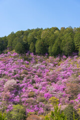 シャクナゲが咲く山に数本たたずむ桜の木